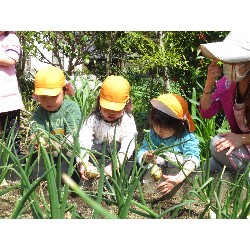 4��12���@�Ђ܂��@���܂˂��̎��n_4