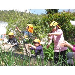 4��12���@�Ђ܂��@���܂˂��̎��n_7