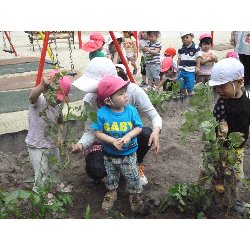 6��11���@����ۂہ@���Ⴊ�������n_16