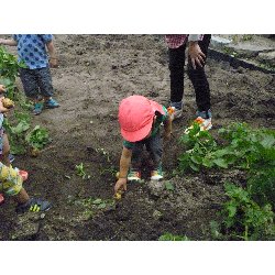 6��11���@����ۂہ@���Ⴊ�������n_26