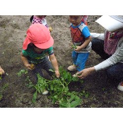 6��11���@����ۂہ@���Ⴊ�������n_33