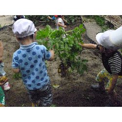 6��11���@����ۂہ@���Ⴊ�������n_42