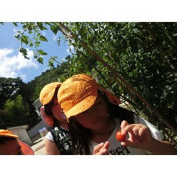 7��8���@�Ђ܂��@��؂̎��n_1