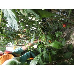 7��8���@�Ђ܂��@��؂̎��n_2