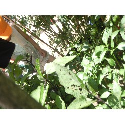 7��8���@�Ђ܂��@��؂̎��n_6