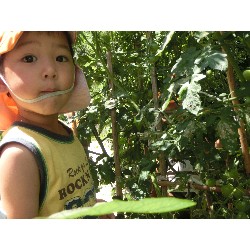 7��8���@�Ђ܂��@��؂̎��n_8