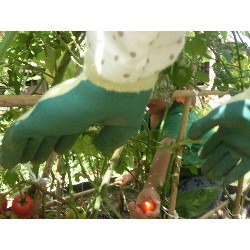 7��8���@�Ђ܂��@��؂̎��n_9