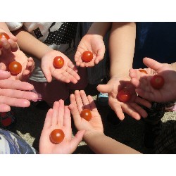 7��8���@�Ђ܂��@��؂̎��n_10