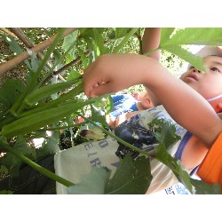 7��8���@�Ђ܂��@��؂̎��n_13