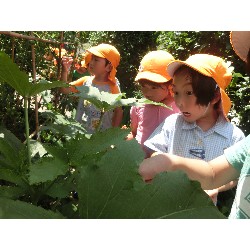 7��8���@�Ђ܂��@��؂̎��n_16