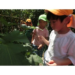 7��8���@�Ђ܂��@��؂̎��n_18