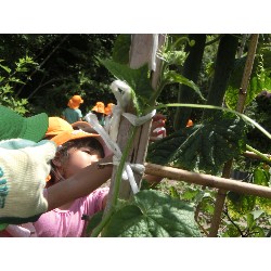 7��8���@�Ђ܂��@��؂̎��n_20