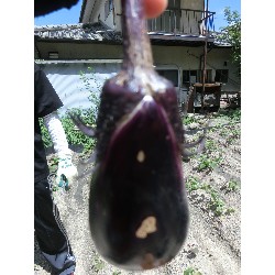 7��8���@�Ђ܂��@��؂̎��n_24