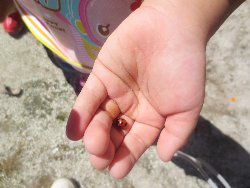 10��9���@��񂰁@���{���̓�_9