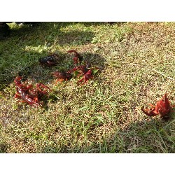 10��30���@�炢����E�ς񂾁i�Ёj�@�@�c���w_13