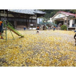 11��25���@�Ђ܂��@�ˊO������_7