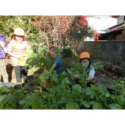 1��16���@�Ђ܂��@�卪�@��_3