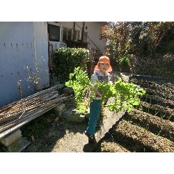 1��16���@�Ђ܂��@�卪�@��_8