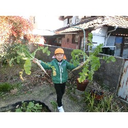 1��16���@�Ђ܂��@�卪�@��_9