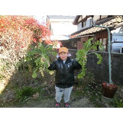 1��16���@�Ђ܂��@�卪�@��_11