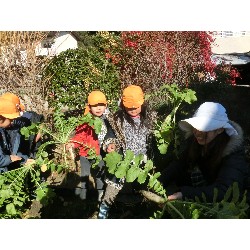 1��16���@�Ђ܂��@�卪�@��_12