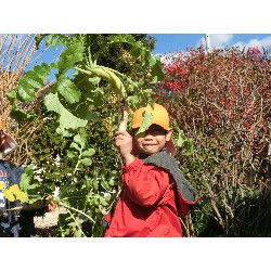 1��16���@�Ђ܂��@�卪�@��_13