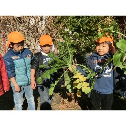 1��16���@�Ђ܂��@�卪�@��_14