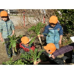 1��16���@�Ђ܂��@�卪�@��_15