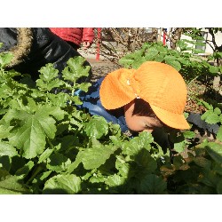 1��16���@�Ђ܂��@�卪�@��_16