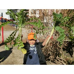 1��16���@�Ђ܂��@�卪�@��_18