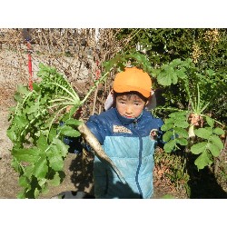 1��16���@�Ђ܂��@�卪�@��_20