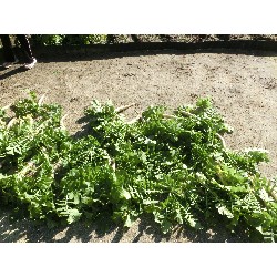 1��16���@�Ђ܂��@�卪�@��_21