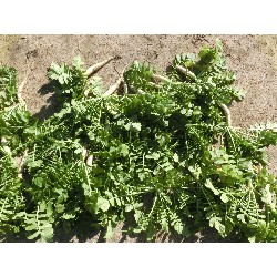 1��16���@�Ђ܂��@�卪�@��_22