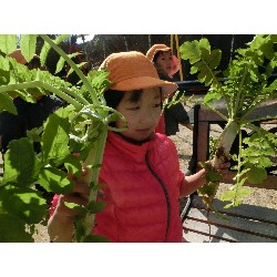 1��16���@�Ђ܂��@�卪�@��_29