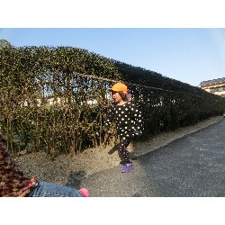 3��17���@�Ђ܂��@�ёы�_60