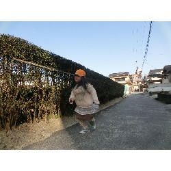 3��17���@�Ђ܂��@�ёы�_61