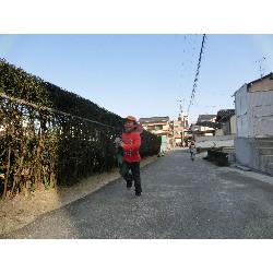 3��17���@�Ђ܂��@�ёы�_67