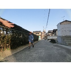 3��17���@�Ђ܂��@�ёы�_71