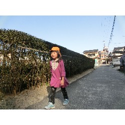 3��17���@�Ђ܂��@�ёы�_72